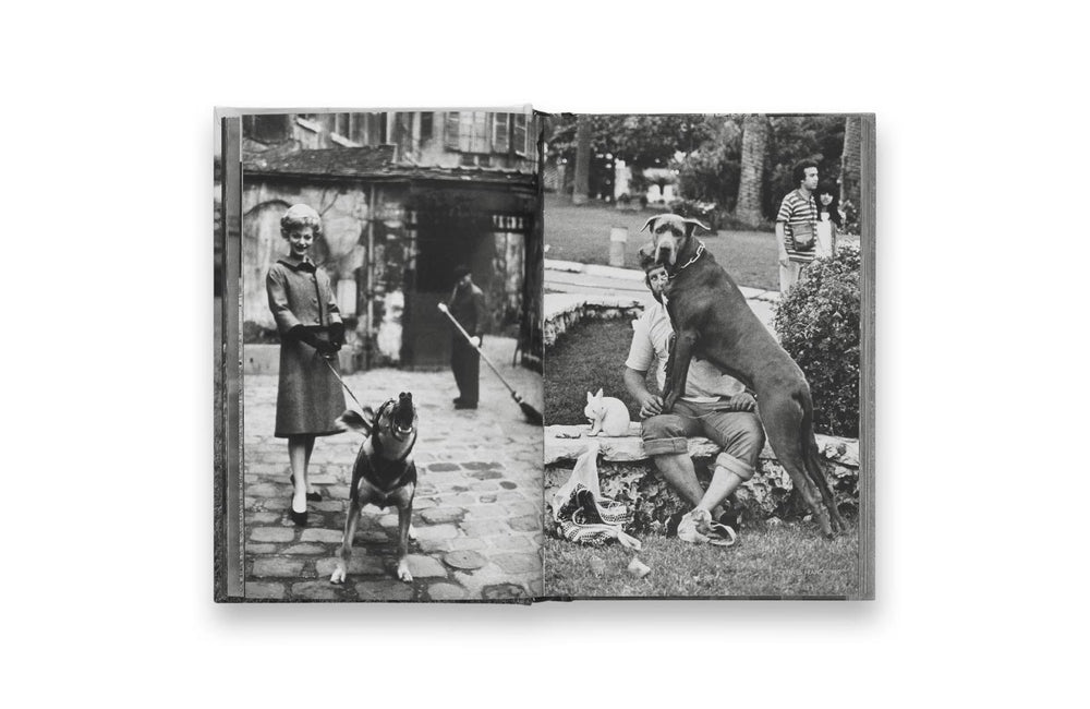 dogdogs