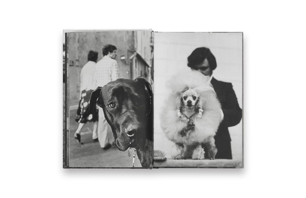 dogdogs