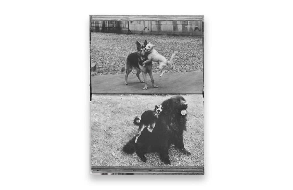 dogdogs