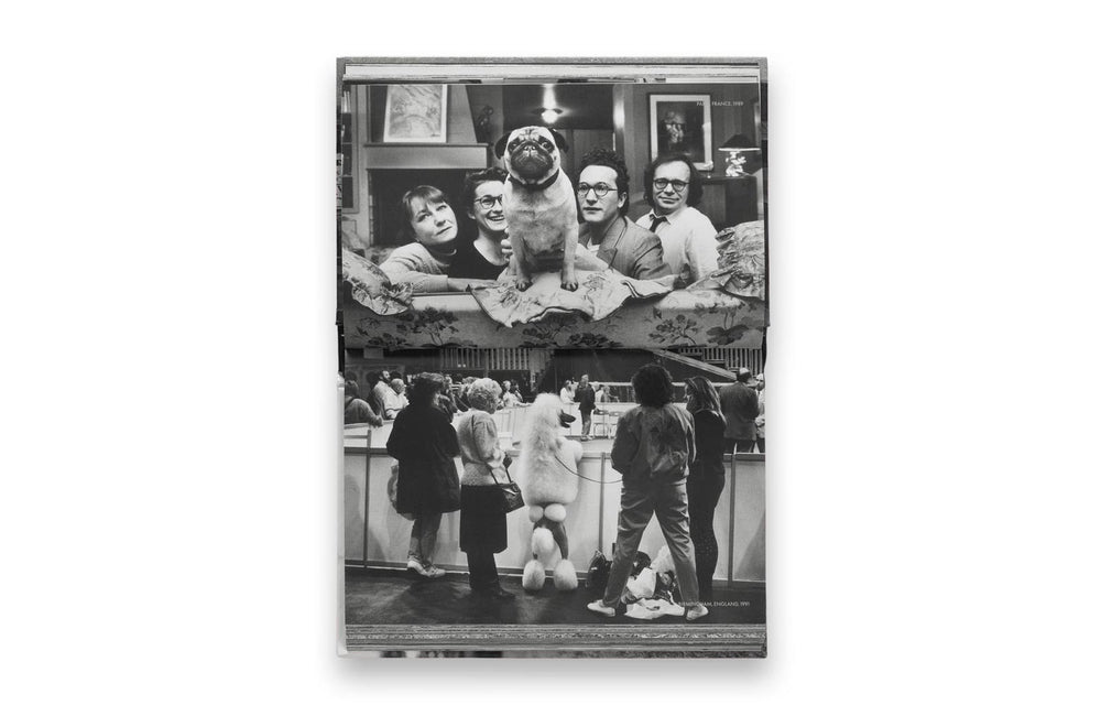 dogdogs
