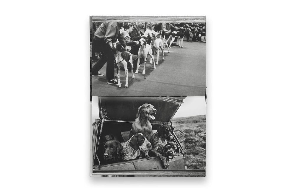 dogdogs